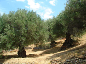 Gli olivi centenari