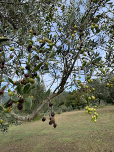 Olio d'oliva i Quattro Poderi_21