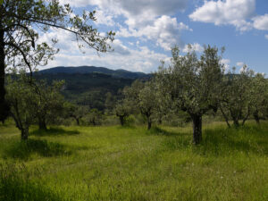 Olio d'oliva i Quattro Poderi_26