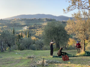 Olio d'oliva i Quattro Poderi_31