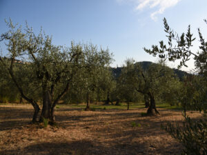 Veduta di Fiesole